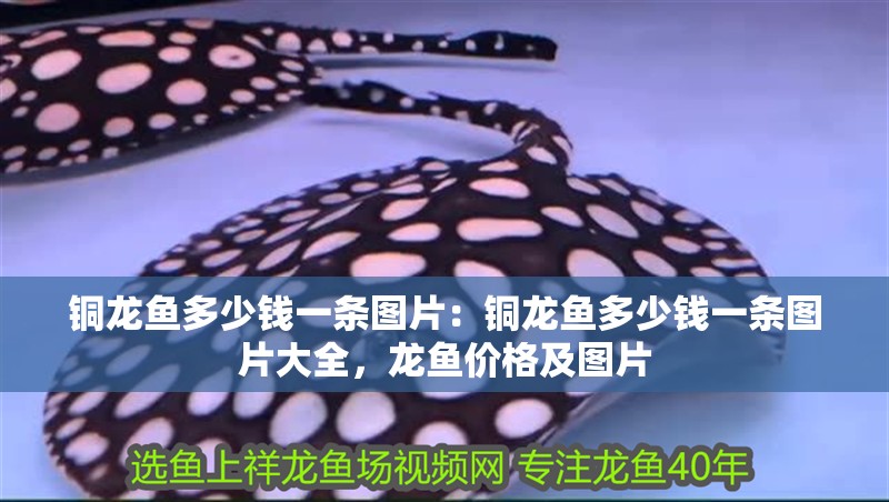銅龍魚多少錢一條圖片：銅龍魚多少錢一條圖片大全，龍魚價格及圖片