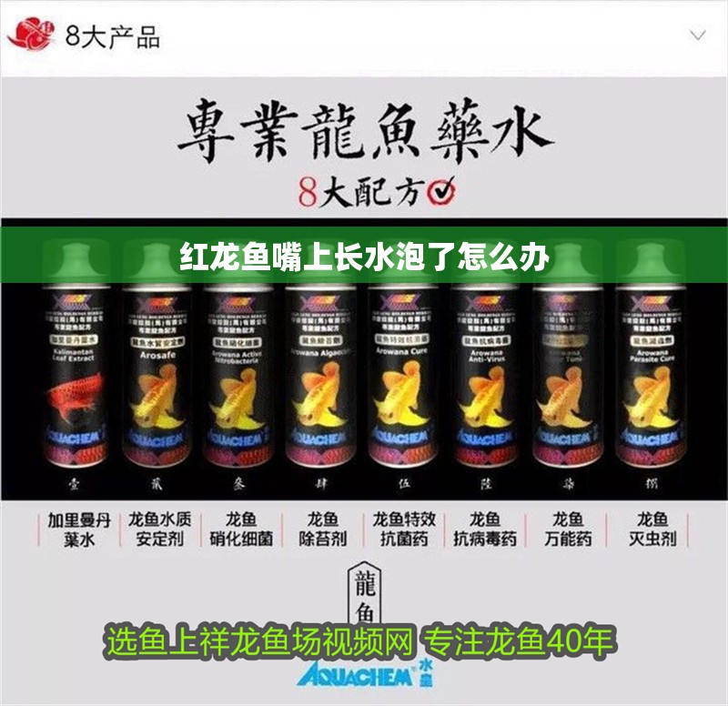 紅龍魚嘴上長水泡了怎么辦