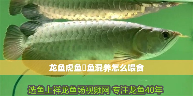 龍魚虎魚魟魚混養(yǎng)怎么喂食