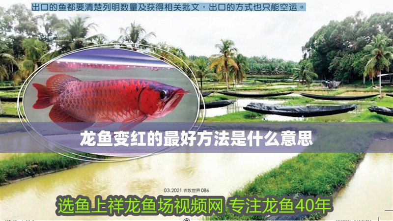 龍魚變紅的最好方法是什么意思