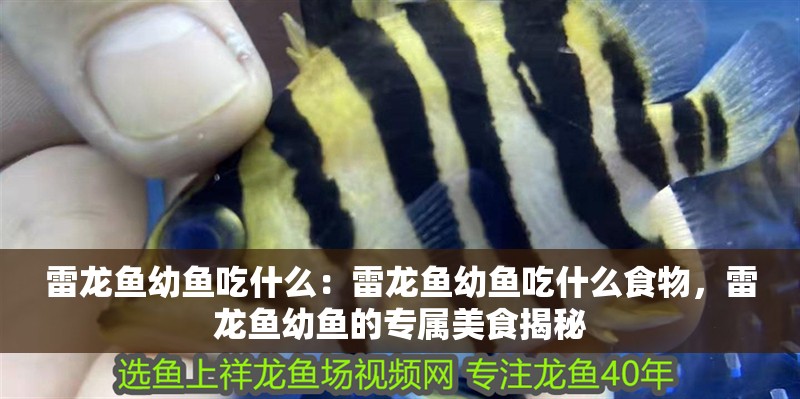 雷龍魚幼魚吃什么：雷龍魚幼魚吃什么食物，雷龍魚幼魚的專屬美食揭秘