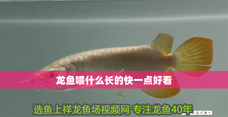 龍魚喂什么長的快一點好看