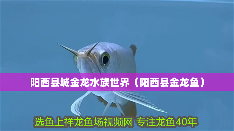 陽西縣城金龍水族世界（陽西縣金龍魚） 陽西縣城金龍水族世界（陽西縣金龍魚） 全國水族館企業名錄 第3張
