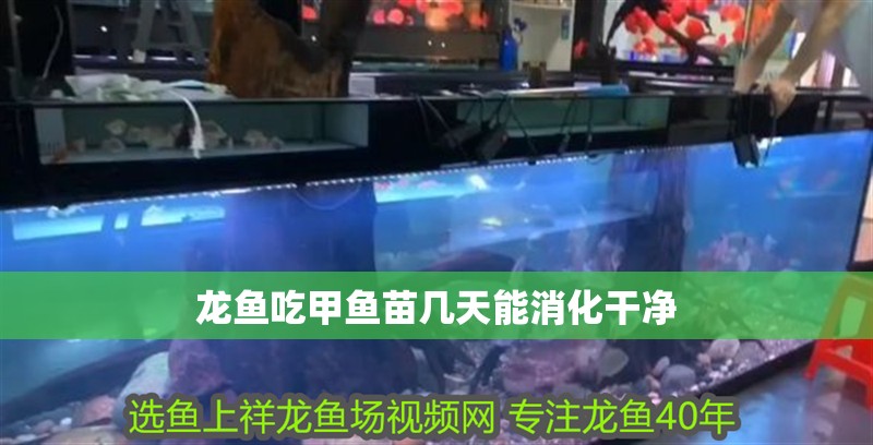 龍魚吃甲魚苗幾天能消化干凈