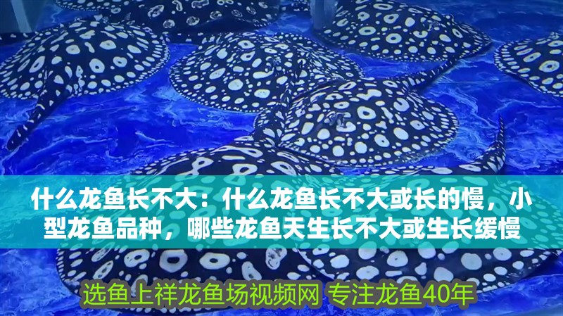 什么龍魚長(zhǎng)不大：什么龍魚長(zhǎng)不大或長(zhǎng)的慢，小型龍魚品種，哪些龍魚天生長(zhǎng)不大或生長(zhǎng)緩慢