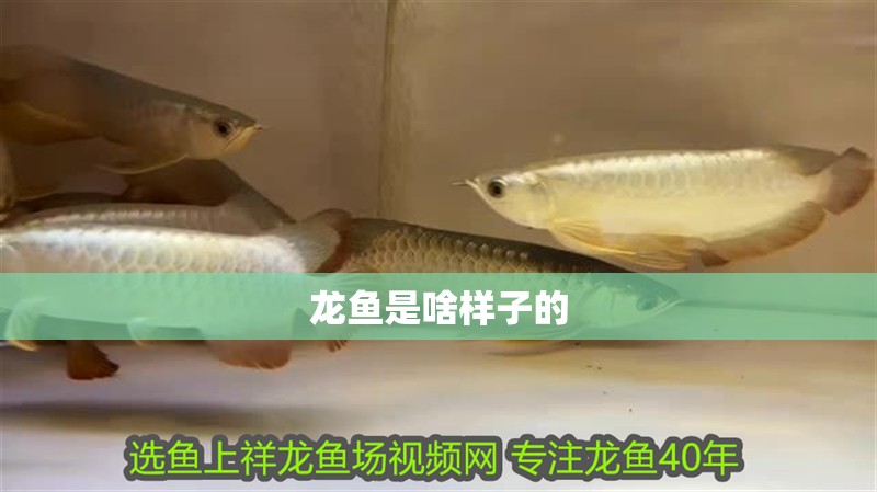 龍魚是啥樣子的