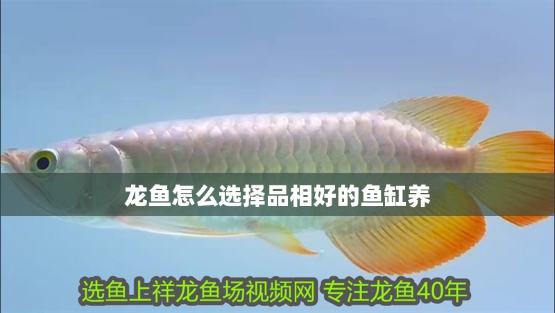龍魚怎么選擇品相好的魚缸養(yǎng)