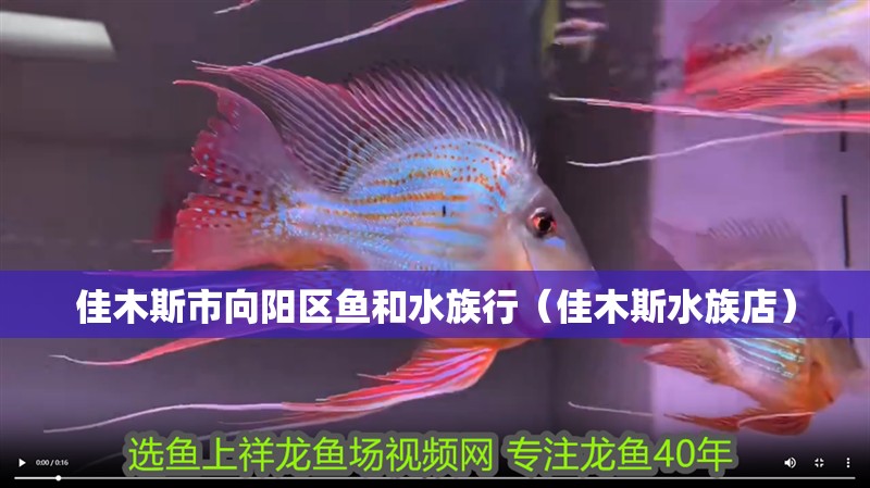 佳木斯市向陽區魚和水族行（佳木斯水族店）