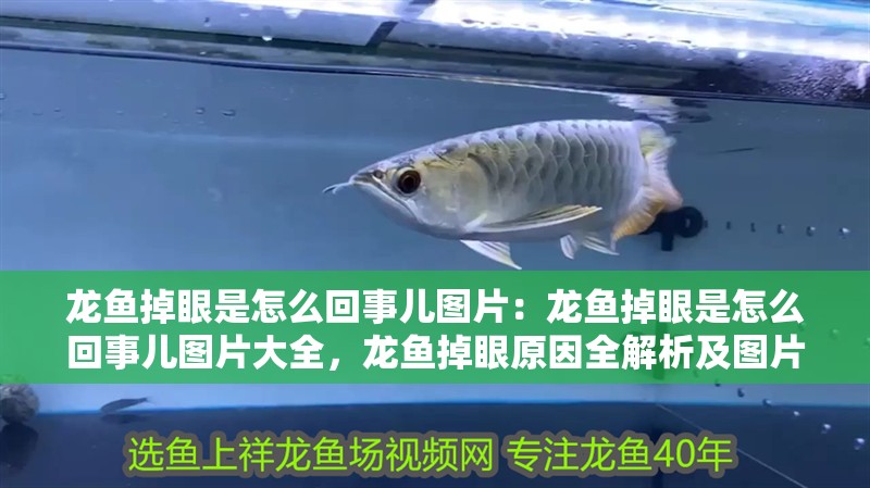 龍魚掉眼是怎么回事兒圖片：龍魚掉眼是怎么回事兒圖片大全，龍魚掉眼原因全解析及圖片