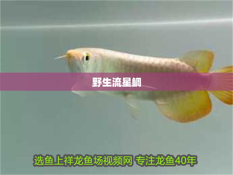 野生流星鯛