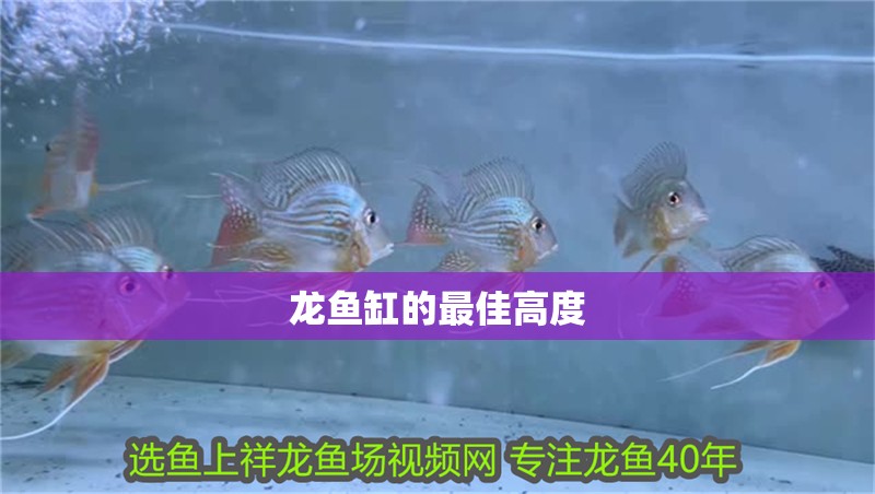 龍魚缸的最佳高度