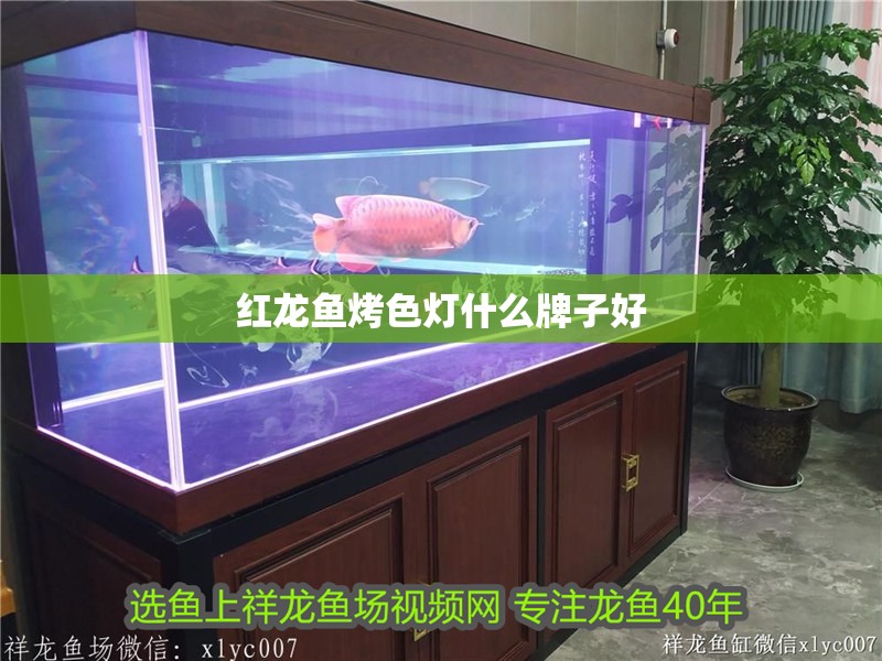 紅龍魚烤色燈什么牌子好 龍魚百科 第4張 紅龍魚烤色燈什么牌子好 紅龍魚烤色燈什么牌子好 龍魚百科 第4張