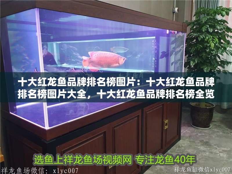 十大紅龍魚品牌排名榜圖片:十大紅龍魚品牌排名榜圖片大全,十大紅龍魚品牌排名榜全覽 水族問答 十大紅龍魚品牌排名榜圖片:十大紅龍魚品牌排名榜圖片大全,十大紅龍魚品牌排名榜全覽 十大紅龍魚品牌排名榜圖片:十大紅龍魚品牌排名榜圖片大全,十大紅龍魚品牌排名榜全覽 水族問答