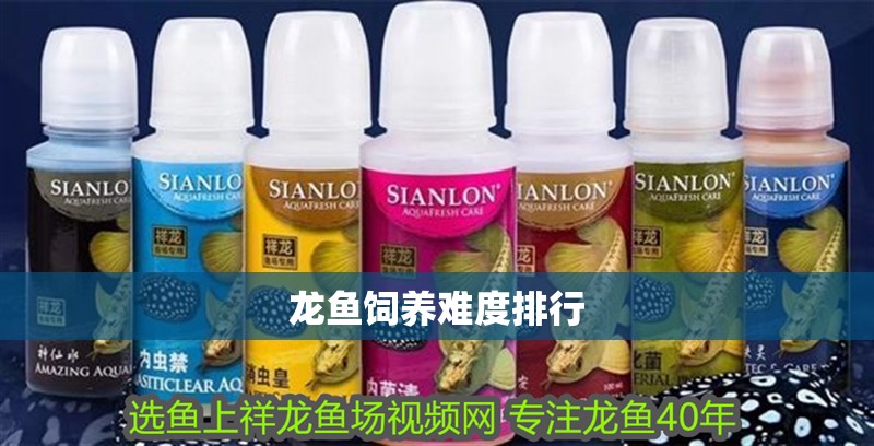 龍魚飼養(yǎng)難度排行 龍魚百科 第3張 龍魚飼養(yǎng)難度排行 龍魚飼養(yǎng)難度排行 龍魚百科 第3張