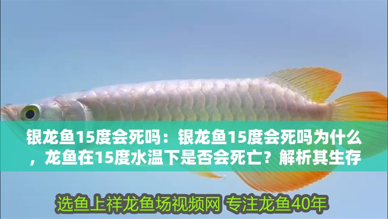 銀龍魚15度會死嗎：銀龍魚15度會死嗎為什么，龍魚在15度水溫下是否會死亡？解析其生存