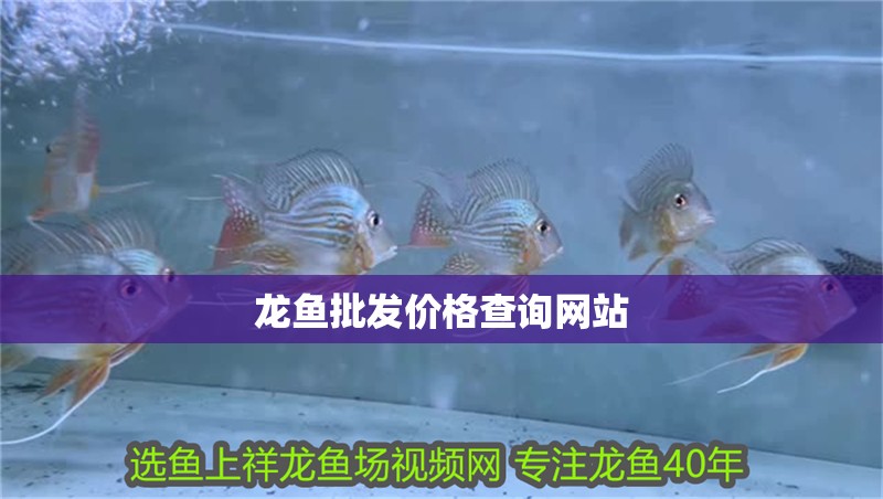 龍魚批發價格查詢網站