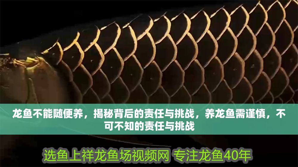 龍魚不能隨便養，揭秘背后的責任與挑戰，養龍魚需謹慎，不可不知的責任與挑戰