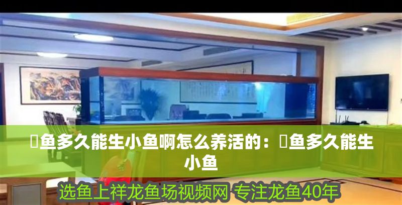 魟魚多久能生小魚啊怎么養(yǎng)活的：魟魚多久能生小魚