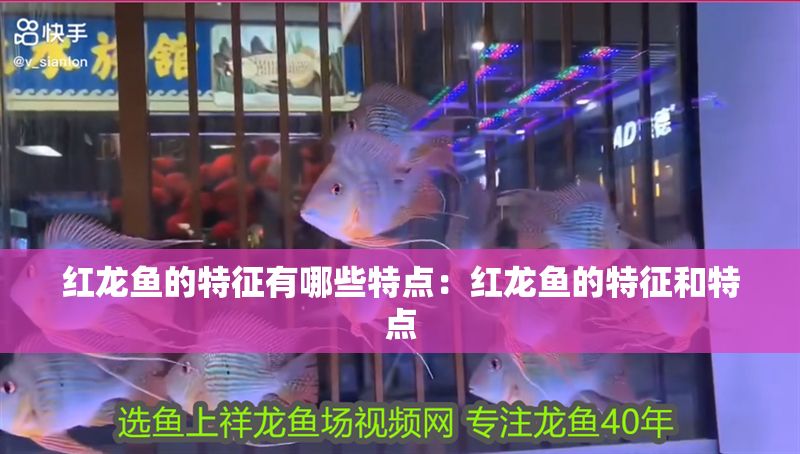 紅龍魚的特征有哪些特點：紅龍魚的特征和特點
