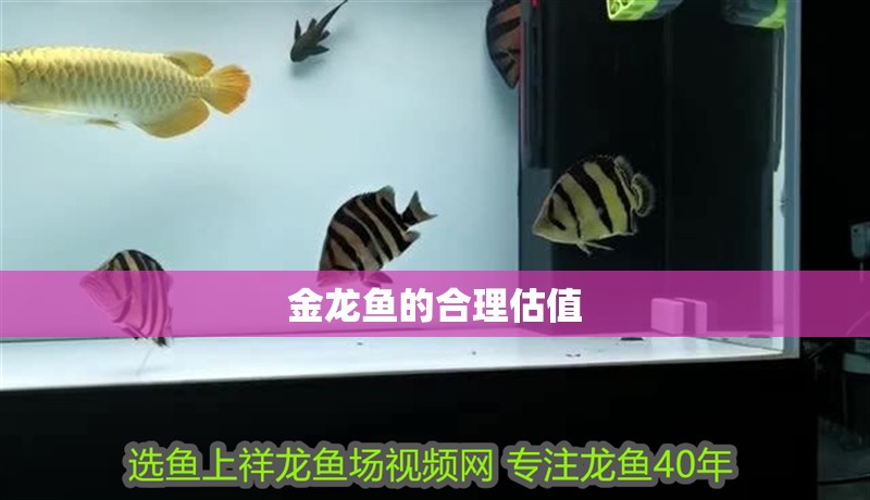金龍魚的合理估值 龍魚百科 第2張 金龍魚的合理估值 金龍魚的合理估值 龍魚百科 第2張