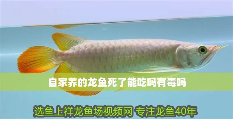 自家養的龍魚死了能吃嗎有毒嗎