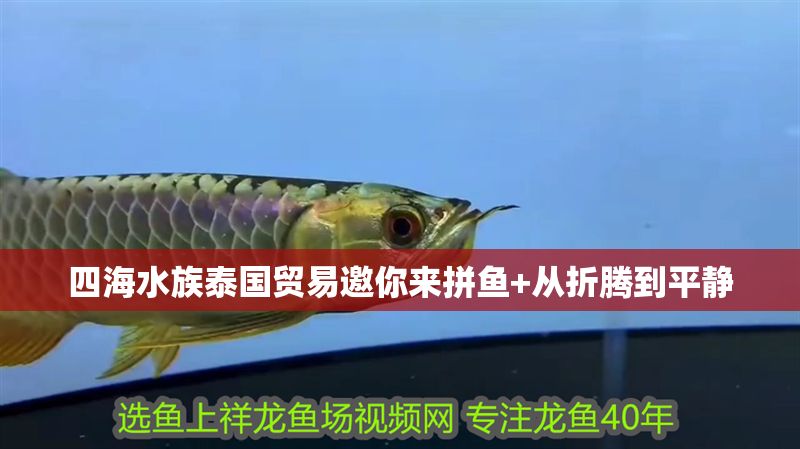 四海水族泰國貿易邀你來拼魚+從折騰到平靜