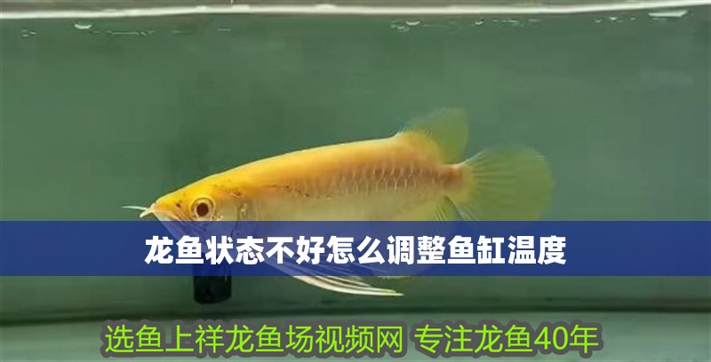 龍魚狀態(tài)不好怎么調(diào)整魚缸溫度