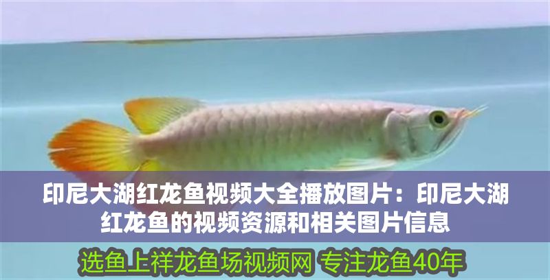 詳細(xì)閱讀:印尼大湖紅龍魚(yú)視頻大全播放圖片:印尼大湖紅龍魚(yú)的視頻資源和相關(guān)圖片信息 印尼大湖紅龍魚(yú)視頻大全播放圖片:印尼大湖紅龍魚(yú)的視頻資源和相關(guān)圖片信息