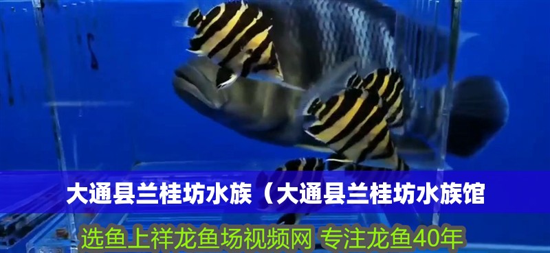 大通縣蘭桂坊水族（大通縣蘭桂坊水族館 大通縣蘭桂坊水族（大通縣蘭桂坊水族館 全國水族館企業名錄 第2張