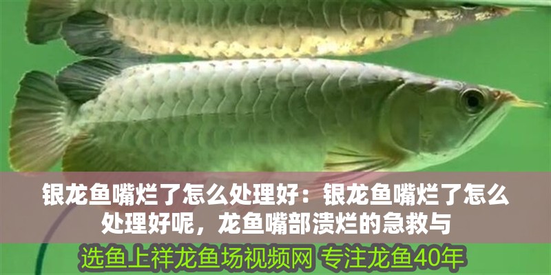 銀龍魚嘴爛了怎么處理好：銀龍魚嘴爛了怎么處理好呢，龍魚嘴部潰爛的急救與 銀龍魚嘴爛了怎么處理好：銀龍魚嘴爛了怎么處理好呢，龍魚嘴部潰爛的急救與 水族問答