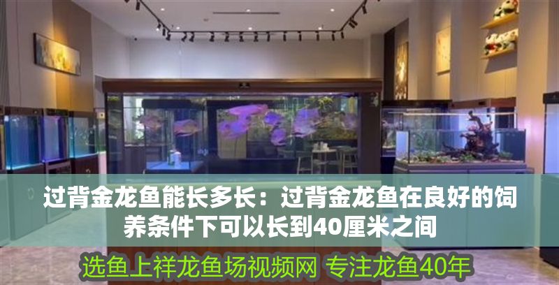 過背金龍魚能長多長：過背金龍魚在良好的飼養條件下可以長到40厘米之間