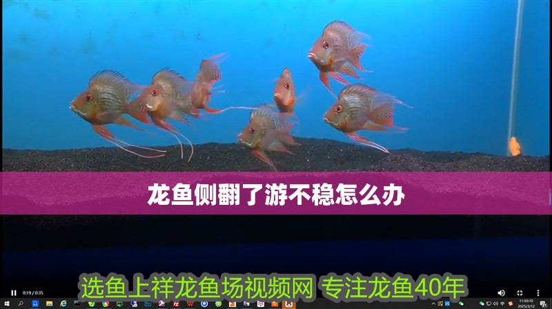 龍魚側翻了游不穩怎么辦 龍魚百科 第2張 龍魚側翻了游不穩怎么辦 龍魚側翻了游不穩怎么辦 龍魚百科 第2張