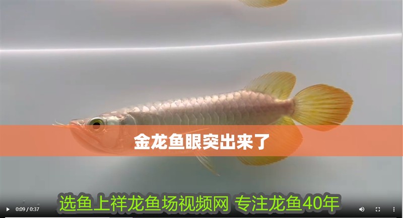 金龍魚眼突出來了