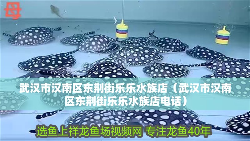 武漢市漢南區東荊街樂樂水族店（武漢市漢南區東荊街樂樂水族店電話） 武漢市漢南區東荊街樂樂水族店（武漢市漢南區東荊街樂樂水族店電話） 全國水族館企業名錄 第4張
