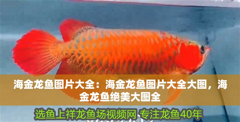 海金龍魚圖片大全：海金龍魚圖片大全大圖，海金龍魚絕美大圖全 海金龍魚圖片大全：海金龍魚圖片大全大圖，海金龍魚絕美大圖全 水族問答