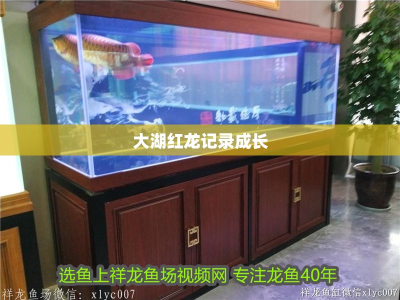 大湖紅龍記錄成長