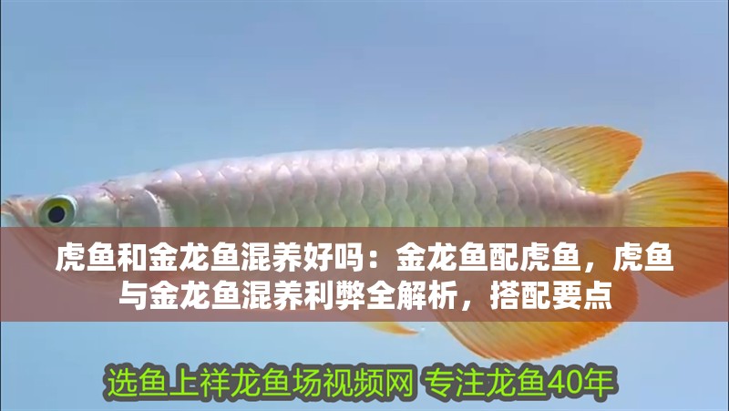 虎魚和金龍魚混養好嗎:金龍魚配虎魚,虎魚與金龍魚混養利弊全解析,搭配要點 水族問答 虎魚和金龍魚混養好嗎:金龍魚配虎魚,虎魚與金龍魚混養利弊全解析,搭配要點 虎魚和金龍魚混養好嗎:金龍魚配虎魚,虎魚與金龍魚混養利弊全解析,搭配要點 水族問答
