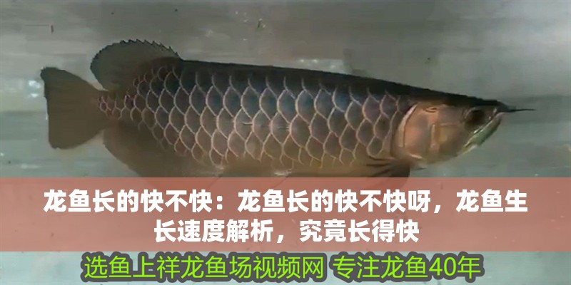 龍魚長的快不快：龍魚長的快不快呀，龍魚生長速度解析，究竟長得快