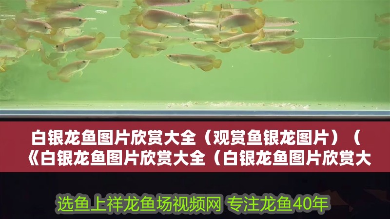 白銀龍魚(yú)圖片欣賞大全（觀賞魚(yú)銀龍圖片）（《白銀龍魚(yú)圖片欣賞大全（白銀龍魚(yú)圖片欣賞大全）》）