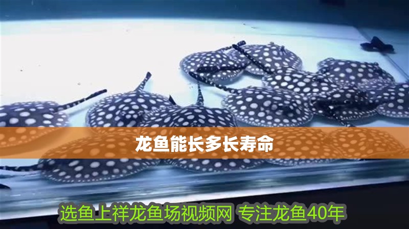 龍魚能長多長壽命