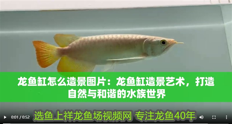 龍魚缸怎么造景圖片：龍魚缸造景藝術，打造自然與和諧的水族世界 龍魚缸怎么造景圖片：龍魚缸造景藝術，打造自然與和諧的水族世界 龍魚百科