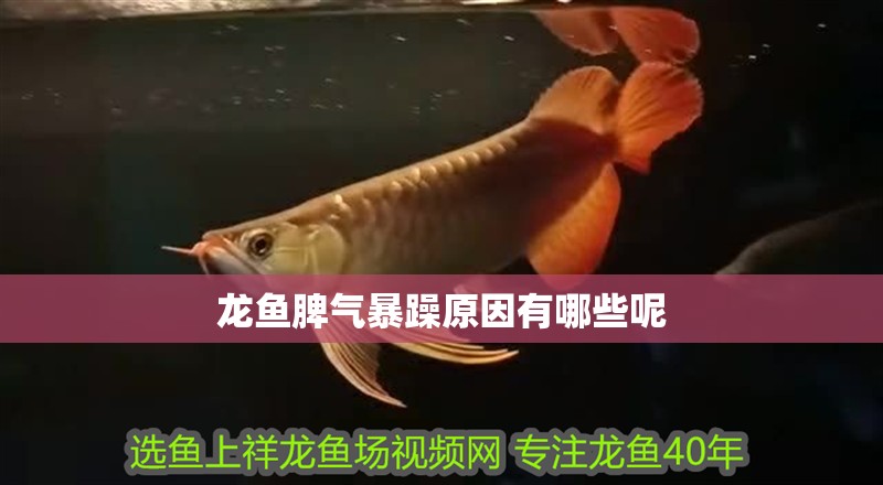 龍魚脾氣暴躁原因有哪些呢