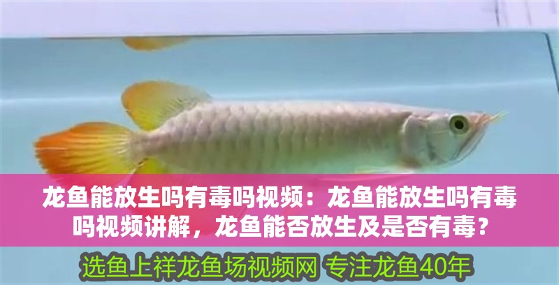 龍魚能放生嗎有毒嗎視頻：龍魚能放生嗎有毒嗎視頻講解，龍魚能否放生及是否有毒？ 龍魚能放生嗎有毒嗎視頻：龍魚能放生嗎有毒嗎視頻講解，龍魚能否放生及是否有毒？ 水族問答