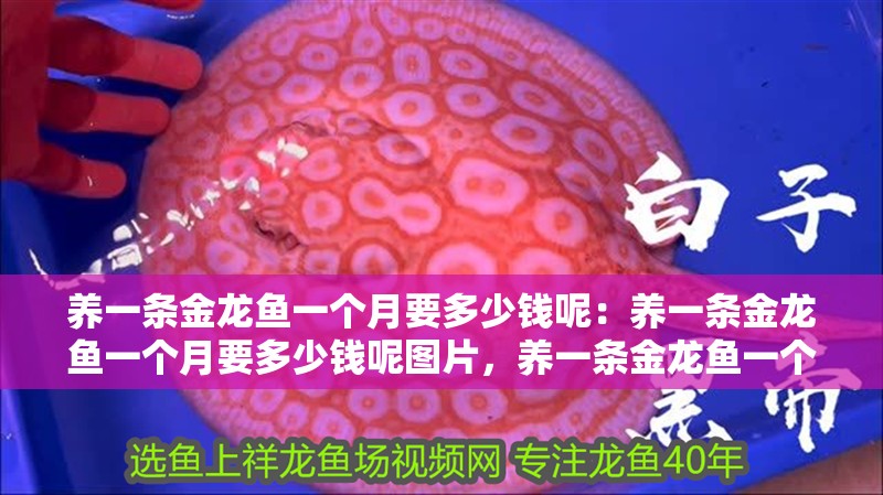養(yǎng)一條金龍魚一個月要多少錢呢：養(yǎng)一條金龍魚一個月要多少錢呢圖片，養(yǎng)一條金龍魚一個月的費(fèi)用既能降低藥物殘留風(fēng)險有所差異