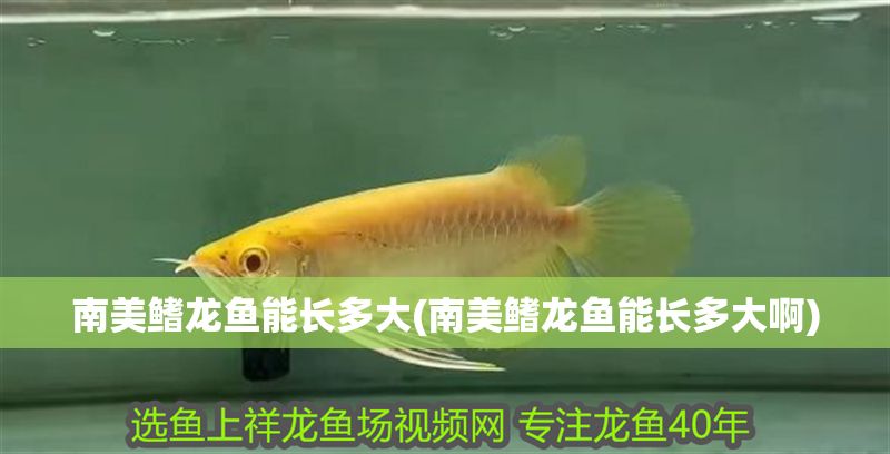 南美鰭龍魚能長多大(南美鰭龍魚能長多大啊)