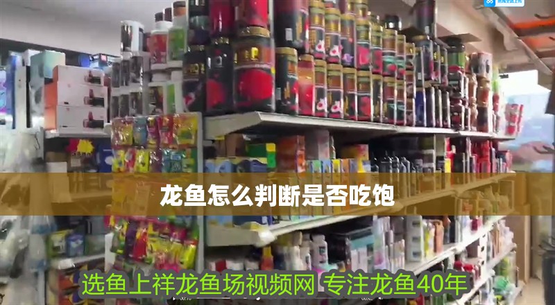 龍魚怎么判斷是否吃飽