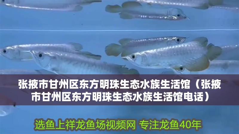 張掖市甘州區東方明珠生態水族生活館（張掖市甘州區東方明珠生態水族生活館電話） 張掖市甘州區東方明珠生態水族生活館（張掖市甘州區東方明珠生態水族生活館電話） 全國水族館企業名錄 第2張