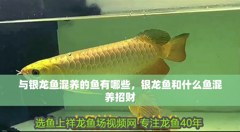 與銀龍魚混養的魚有哪些，銀龍魚和什么魚混養招財