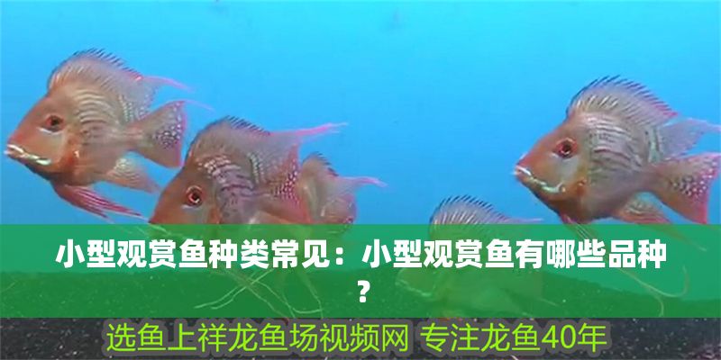 小型觀賞魚種類常見：小型觀賞魚有哪些品種？