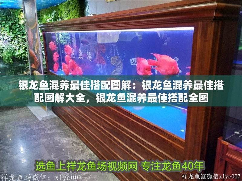 銀龍魚混養(yǎng)最佳搭配圖解：銀龍魚混養(yǎng)最佳搭配圖解大全，銀龍魚混養(yǎng)最佳搭配全圖